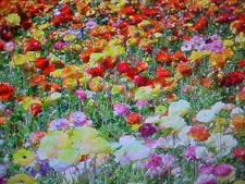 1000 SEEDS  ANNUAL & PERENNIAL 25 VARIETY of FLOWER MIX