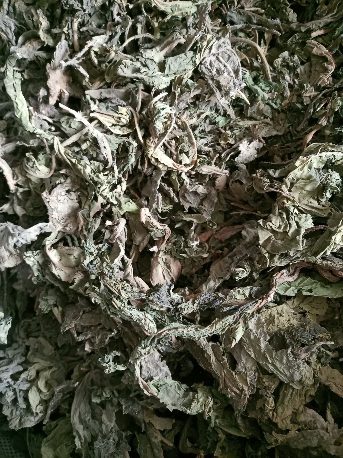 Pawpaw leaves & Twigs wild grown dried. 50g£6.00, Free postage. UK