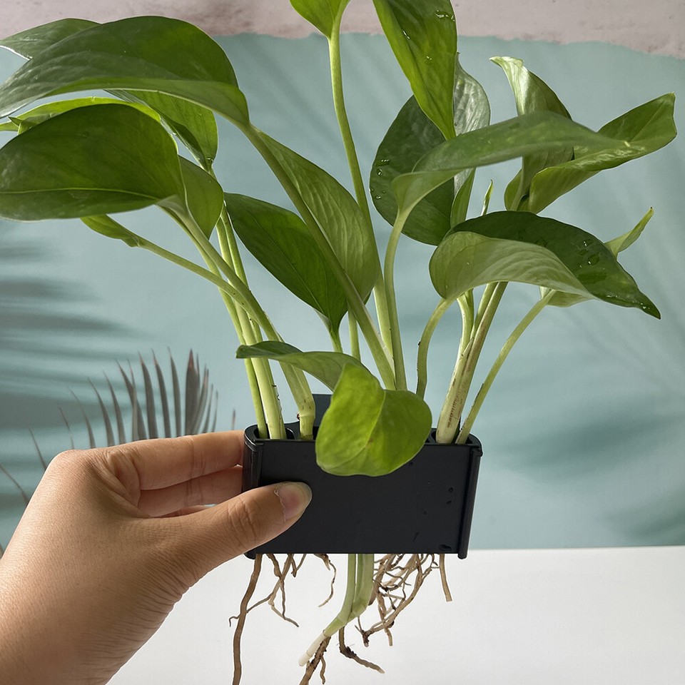 Hanging Plant Pot with Integrated Hook Plant Potted Rack for Aquarium