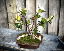 STAR JASMINE BONSAI TREE- FREE SHIPPING!