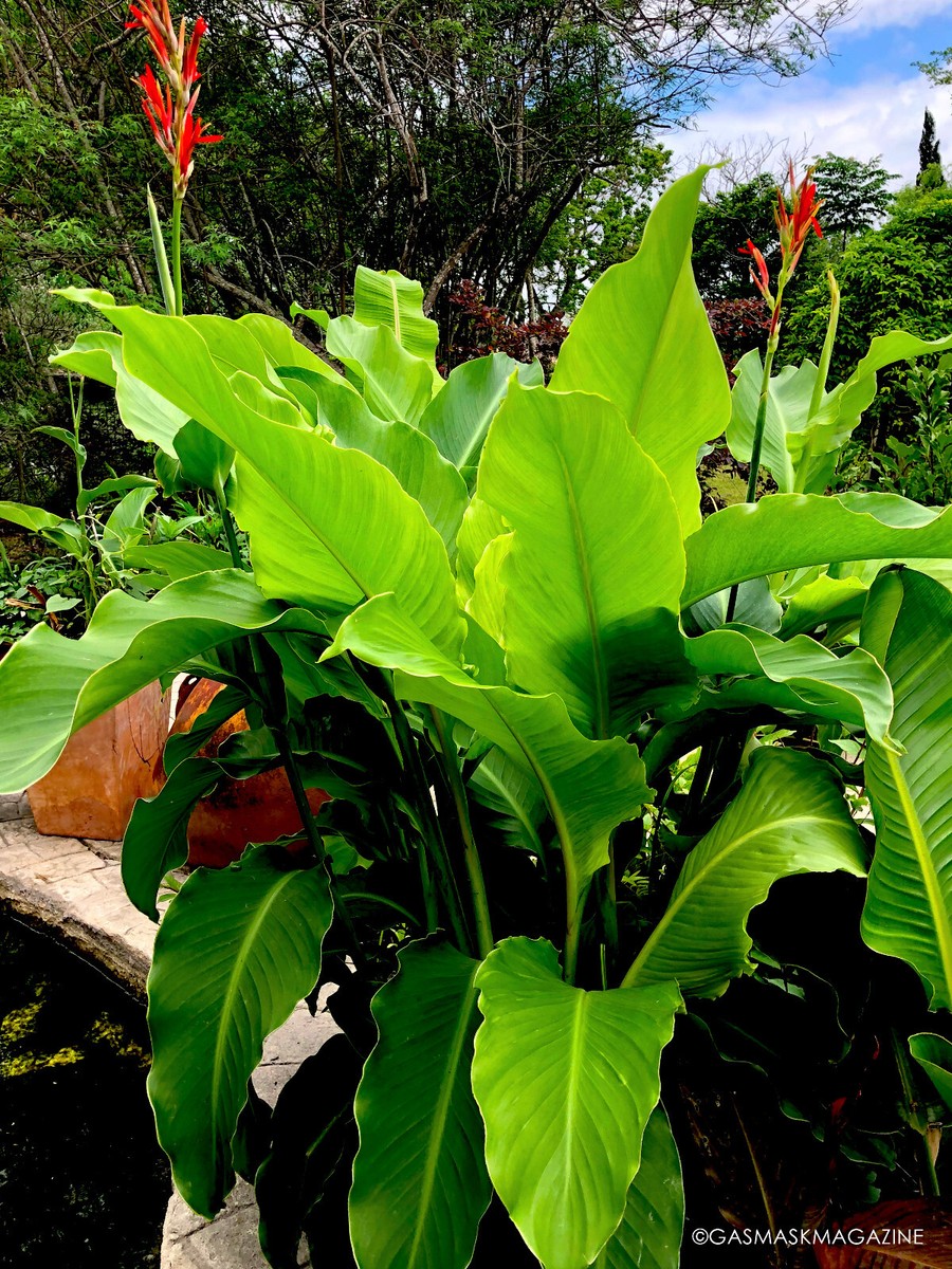 20 Seeds, Red Canna Lily (Arrowroot, Canna Indica). Fast Grower