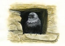 Jackdaw, Corvid Wildlife Portrait, Watercolour PRINT from an Original Painting