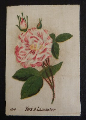 YORK & LANCASTER Britische Rosen Ausgabe 1924 Fledermaus Seide RAR