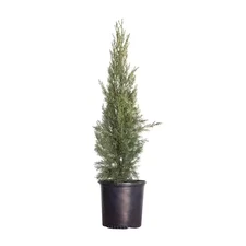 2.5 Gal - Italian Cypress Tree with Narrow Evergreen Columnar Growth