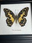 Vintage Lot of 2 Real Butterflies in 5x5” Framed Glass Display TAXIDERMY Rare — photo 3