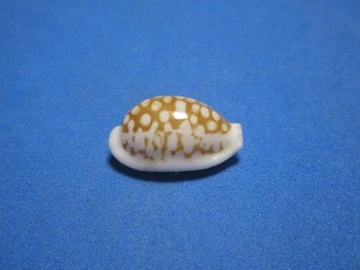 Cypraea cribraria comma Perry, 1811 ''BEAUTIFUL!'' (18.9mm)