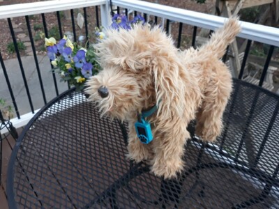 Moji The Loveable Labradoodle Interactive Dog Puppy Sky Rocket AS IS READ