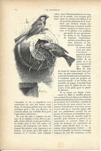 Le moineau - Oiseau - Article Coupure de presse 1900 - Picture 3 of 4