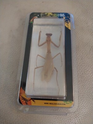 New Real Bug Praying Mantis Specimen Clear Lucite 4.41