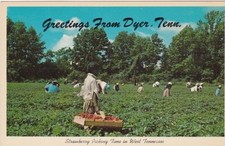 Strawberry Picking-Greetings From DYER, Tenne...