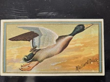 1889 ALLEN & GINTER, N13 GAME BIRDS: MALLARD DUCK (EXCELLENT)