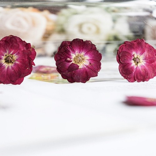 12pcs Dried Flowers Specimen Rose Flower Decors DIY Mobile Phone Case Materials - Picture 14 of 19