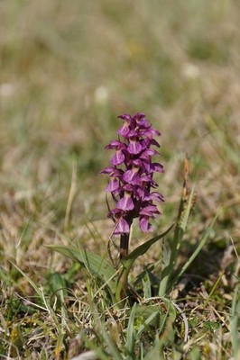 Foto 6x4 Hybride Orchidee, Keen of Hamar Baltasound Nach vielen Diskussionen, it h c2017