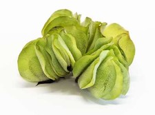 Salvinia Natan - 1 - 25 / Oxygenating Pond Water Plants -  Floating Pond Plan...