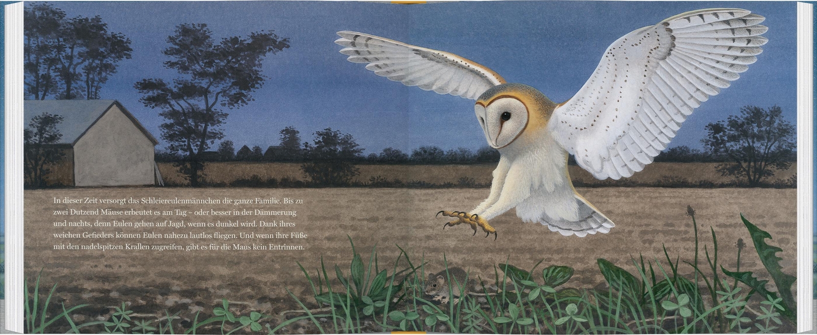 Thumbnail - Ein Jahr Mit Den Eulen Thomas Müller