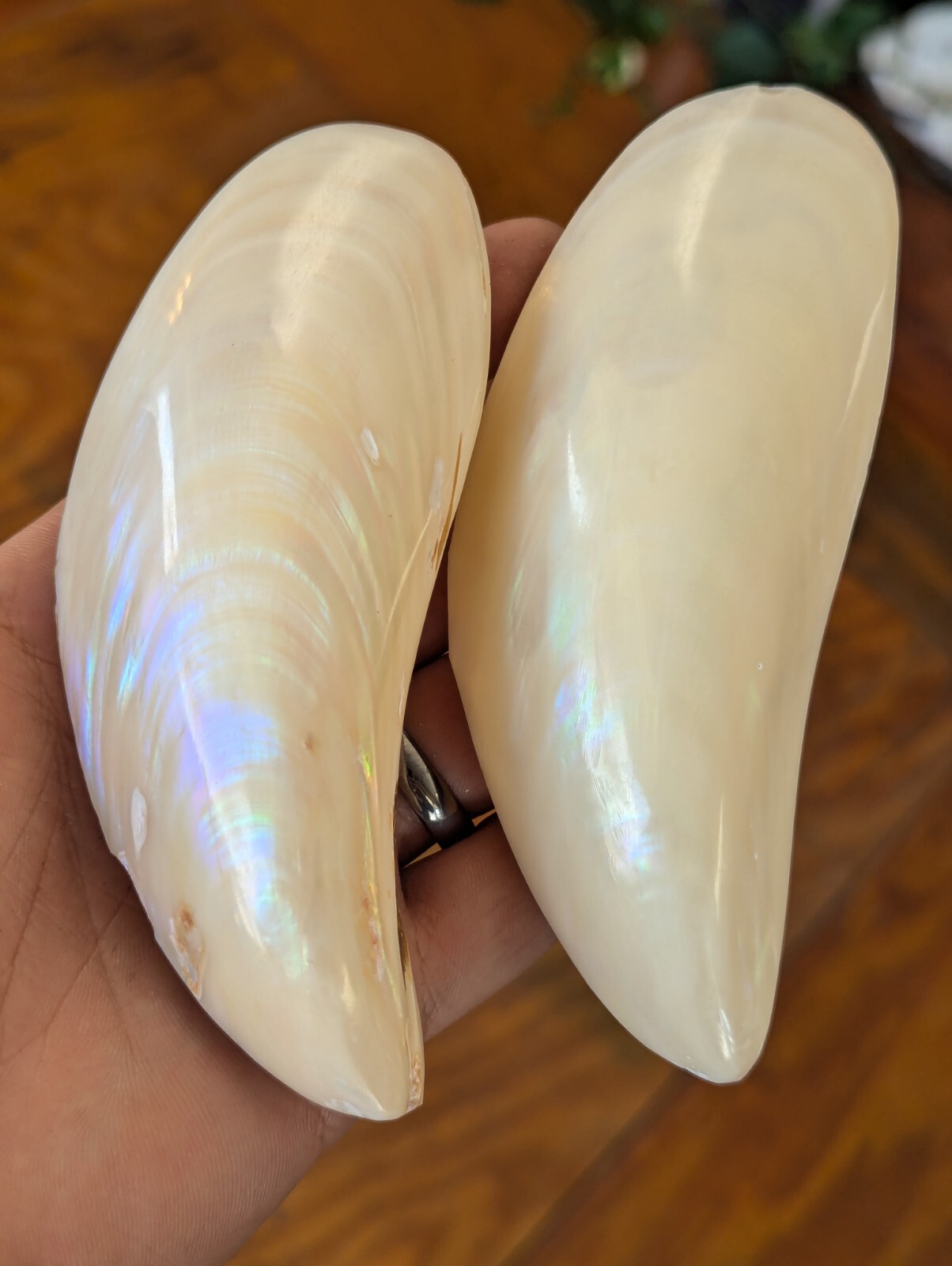 Large Natural Rainbow Banana Shell Sea, Vintage | eBay