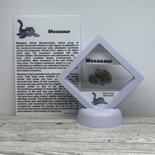 Mosasaur Extinct Dinosaur Age Marine Reptile Bone Fossil in Case