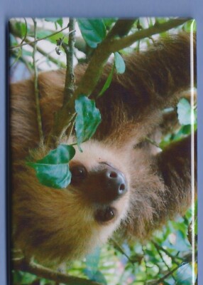 THREE-TOED SLOTH *2X3 FRIDGE MAGNET* SLOW TREES JUNGLE COSTA RICA WILD ANIMAL 