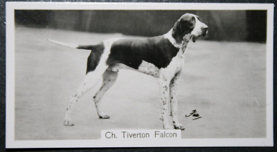 POINTER    Show Champion  Vintage 1938 Photo Card  AF09MS
