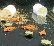 1"-1.5" Super Red Bristlenose Pleco Ancistrus sp. Group Of 12