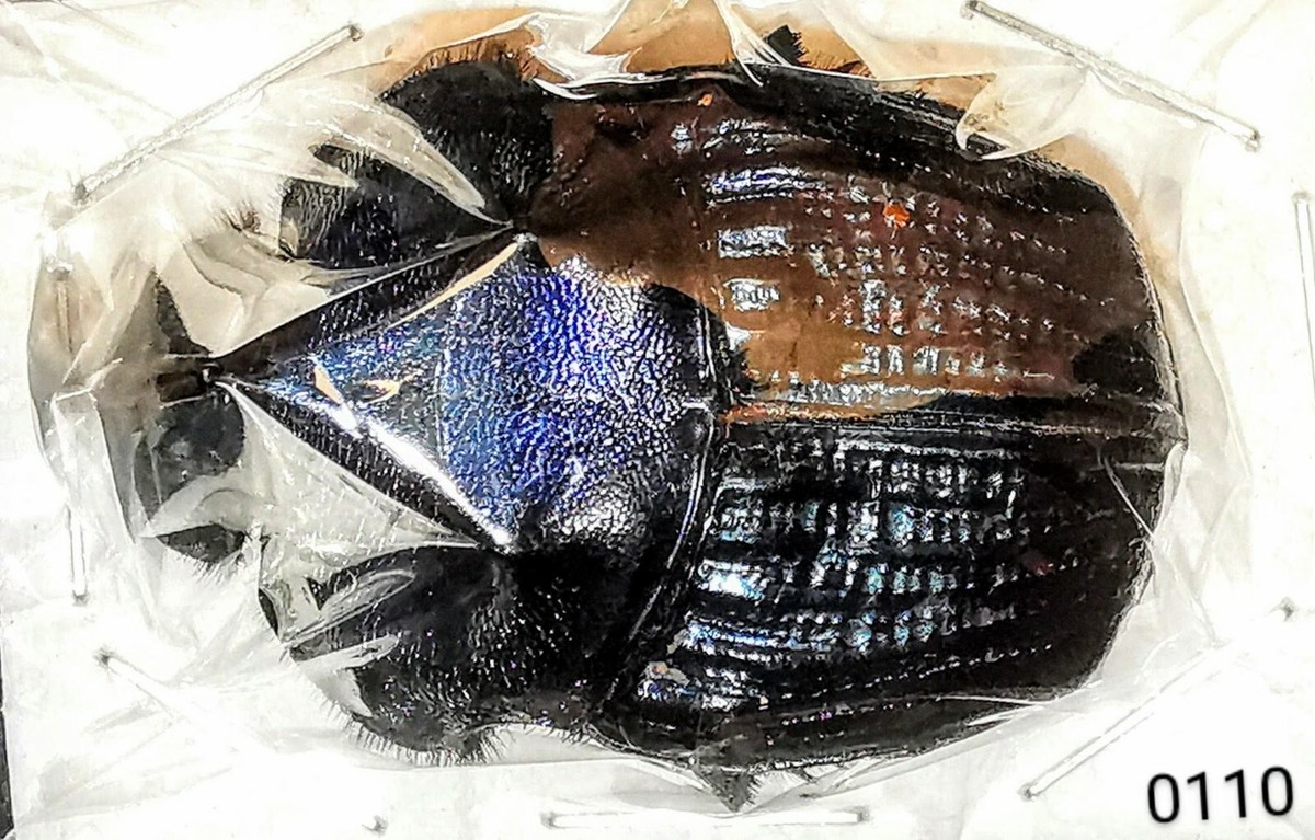 Scarabaeinae Megaphanaeus lancifer 35mm+ A1 MALE from PERU