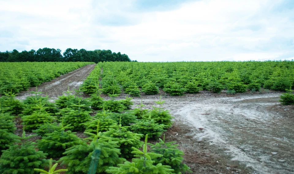 Weihnachtsbaum Set 35st Nordmanntanne Wurzelware XXL Abies nordmanniana 5j.