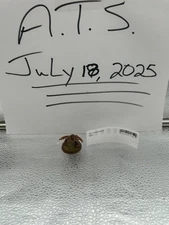 SALE SALE SALE Anubian Wolves - Heroscape - Wave 2 - Utgar's Rage SALE SALE SALE