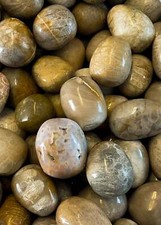 Fossilized coral tumbled stones