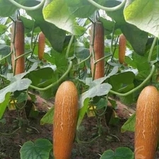 “Ship From US”  10 Cucumber  Seeds 张黄黄瓜新种子
