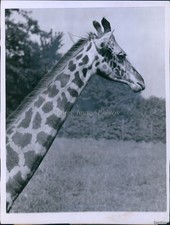 1947 Photo Mother Giraffe At Brookfield Zoo, Chicago Looks For Baby Animals 7X9