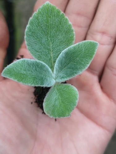 Sinningia Leucotricha - 4.5 Months Progress : R/Caudex - Foto 10