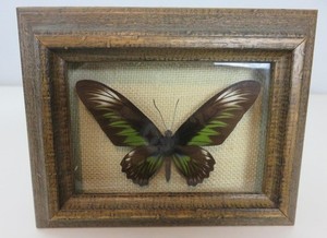 Rajah Brookes Birdwing Butterfly Specimen Malaysia w/Wood Shadow Box Frame