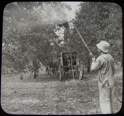 Glas magische Laterne Dia SPRAYING ORCHARD HILTON NY C1910 HISTORISCHES FOTO USA 