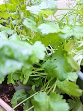 Coriander Herb - Culinary Plant | Kitchen Garden Cooking Plant