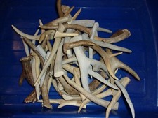 1 lbs DEER SHED ANTLER SMALL DOG CHEW BONES ARTS CRAFTS