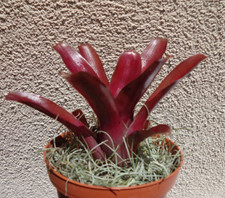 Neoregelia Fireball Bromeliads House Plants