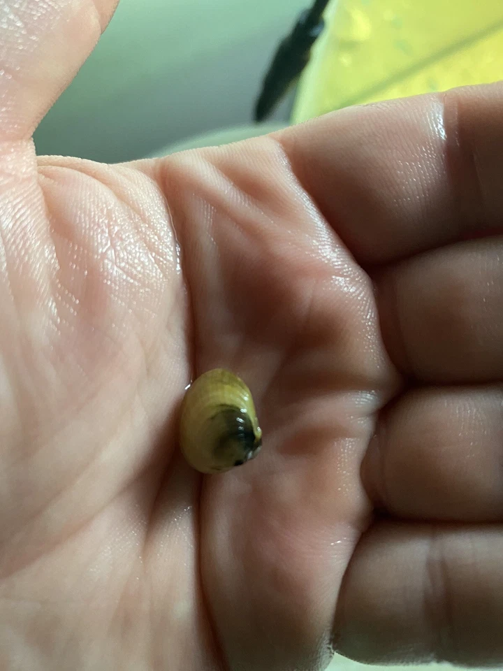 ***NUEVO ARTÍCULO - 10 ALMEJAS BEBÉ Almejas Vivas de Agua Dulce: Perfectas para Acuarios/Estanques Foto 3 de 4