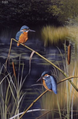 Der Mühlenteich - Eisvogel - Limited Edition, Vogel Kunstdruck | Nigel Artingstall