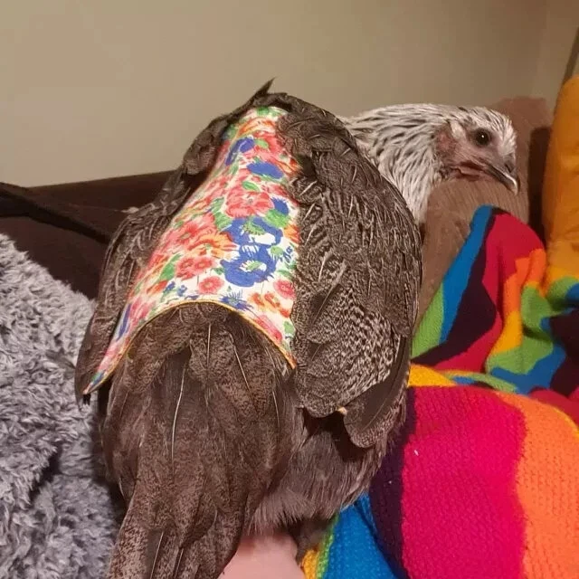 Sillín de pollo correas ajustables con broches de presión delantal de gallina protector de plumas chaqueta ala Foto 2 de 4