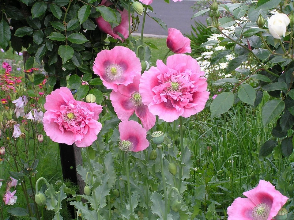 Giant Pink Poppy Flower Seeds 200 plus - Image 2 of 4