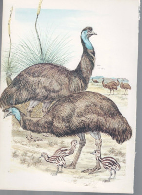 BIRD PRINT , COLOUR , 1967 by ROBIN HILL , EMUS & CHICKS