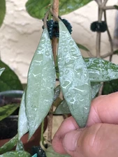 HOYA LACANOSA LONG LEAF SILVER (ROOTED PLANT)