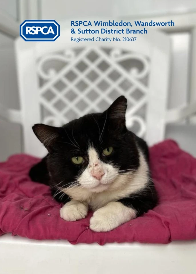 RSPCA WIMBLEDON WANDSWORTH & SUTTON DISTRICT RSPCA WIMBLEDON SAVED BIG MAC FROM THE STREETS SO HE CAN NOW ENJOY HIS BEST LIFE