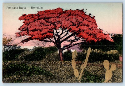 c1910 Honolulu Hawaii Vintage Postcard Ponciana Regia Trees Cactus Plant Field