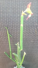 3 pcs Euphorbia Lomelii Plants 12-18H Cactus Succulent