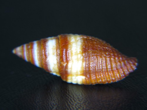 MITRA AURANTIA: MY LAST ONES FOR EBAY @ 26.53MM!