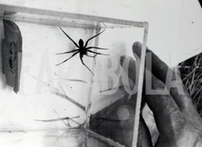 Vintage Press Photo Wild Animals Europe Venomous Spiders Print 15x20 cm