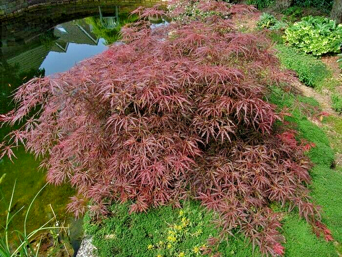 12 JULIAN'S WEEPING JAPANESE MAPLE SEEDS Acer palmatum 'Pendulum