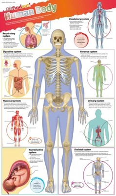 HUMAN BODY POSTER by DK Non-book item Self Help Business