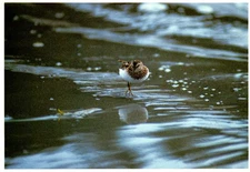 Semipalmated Sandpiper Postcard
